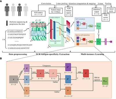 DeepLION2: deep multi-instance contrastive learning framework enhancing the prediction of cancer-associated T cell receptors by attention strategy on motifs